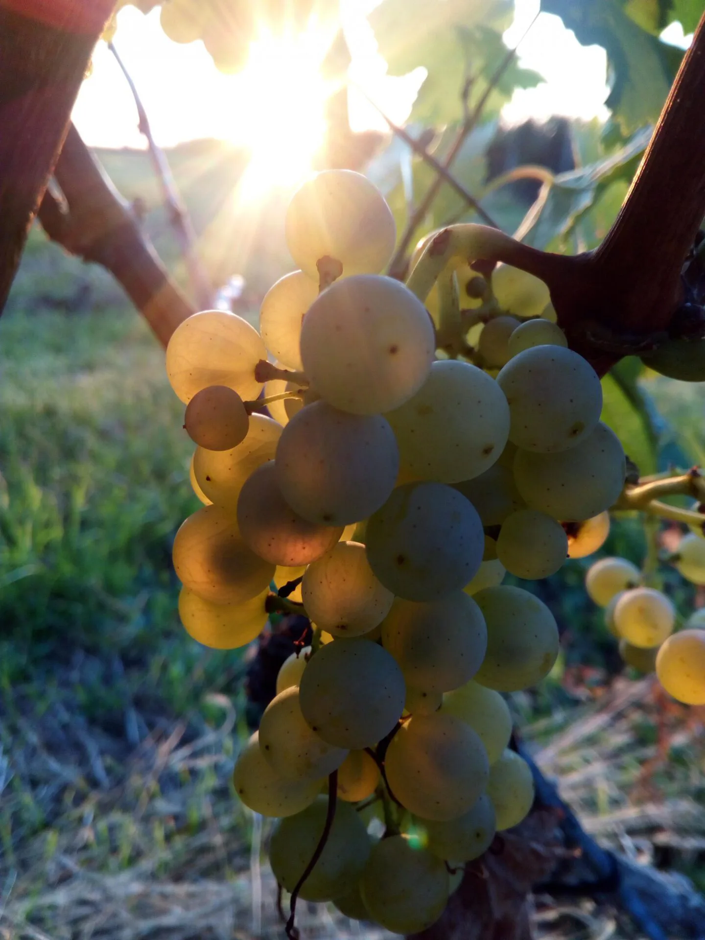 Reben im Frühjahr-Sommer-Herbst